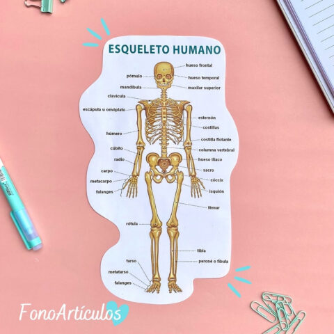 Stickers Esqueleto humano