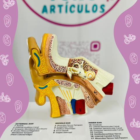 Modelo Anatómico del Oído Humano 1,5x