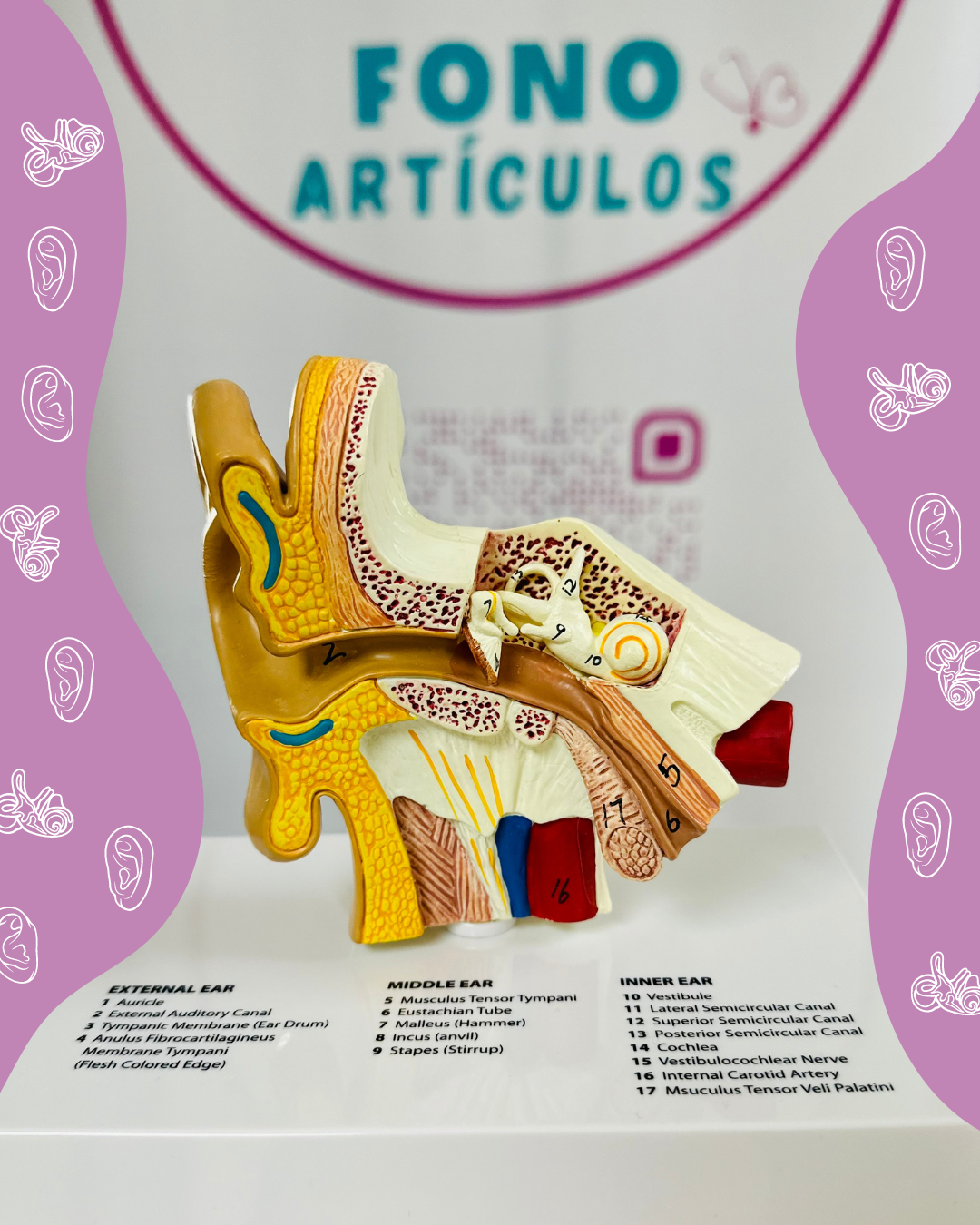 Modelo Anatómico del Oído Humano 1,5x