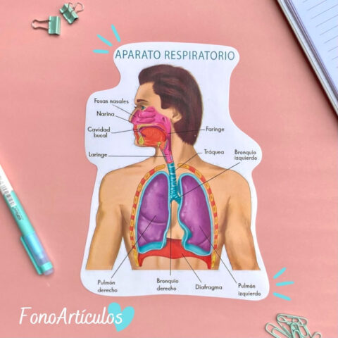 Stickers Aparato respiratorio
