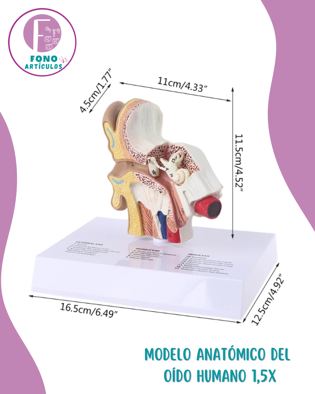 Modelo Anatómico del Oído Humano 1,5x - Imagen 2