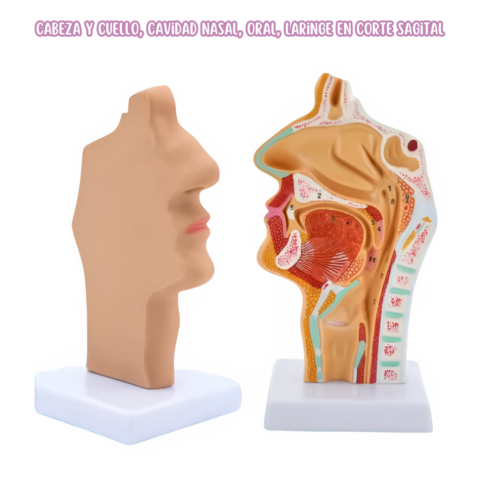 Cabeza y cuello, cavidad nasal, oral, laringe Corte Sagital