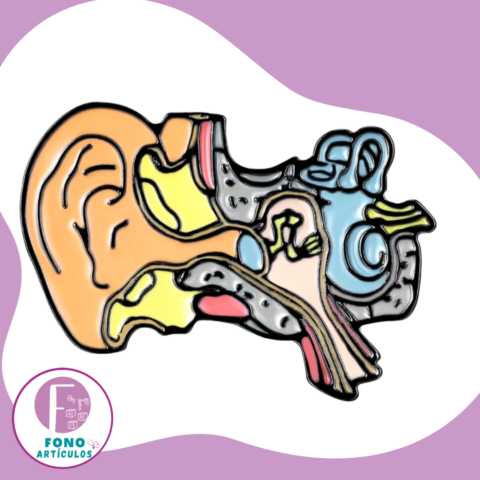 Pin Anatomía del Oído