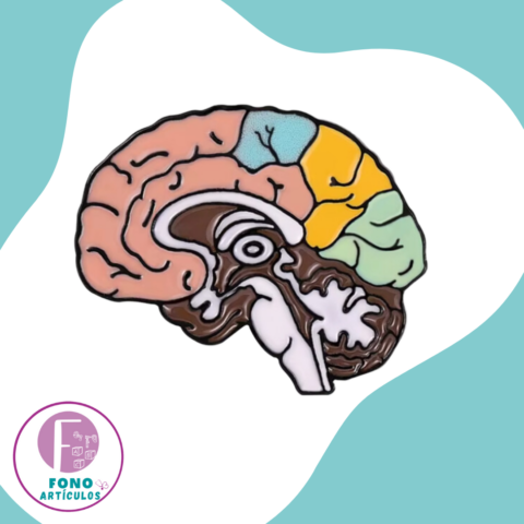 Pin Cerebro Corte Sagital