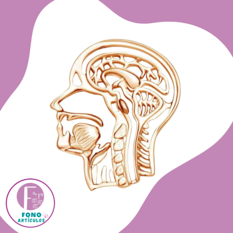 Alfiler Anatomía Cabeza Sagital