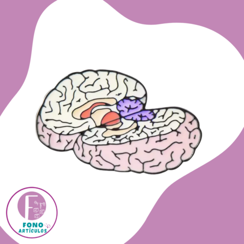 Pin Cerebro Corte Transversal